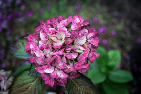 Purple Flower