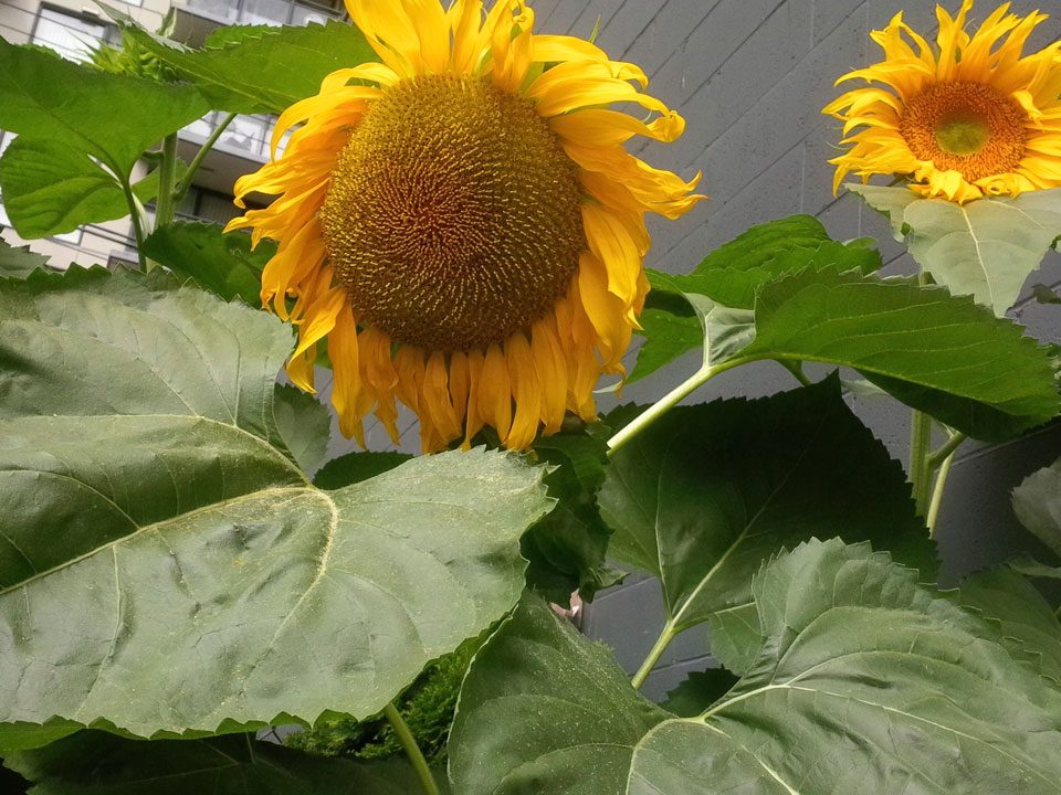 Russian Sunflower at Yaletown Montessori