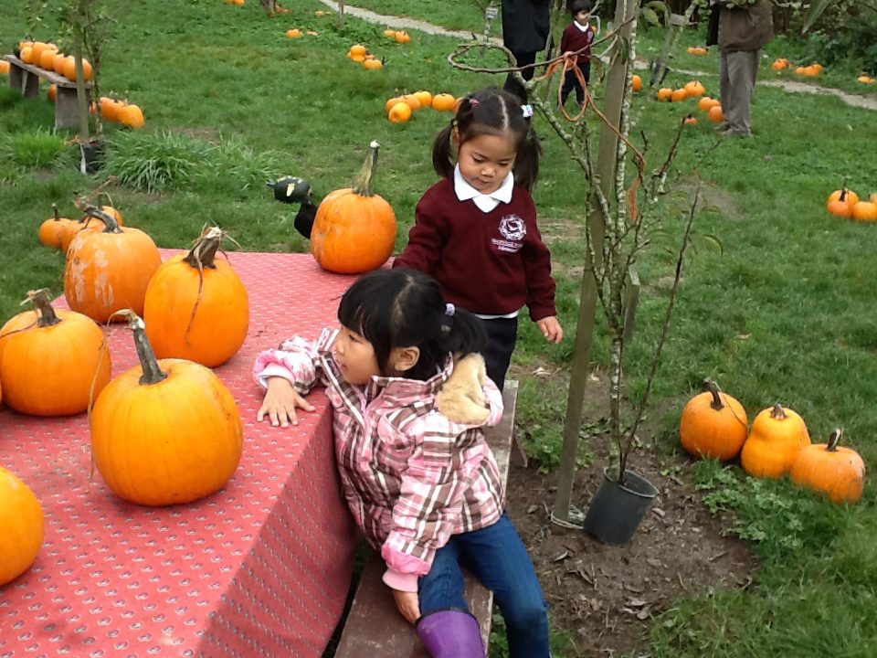 The Pumpkin Patch Oct 2014